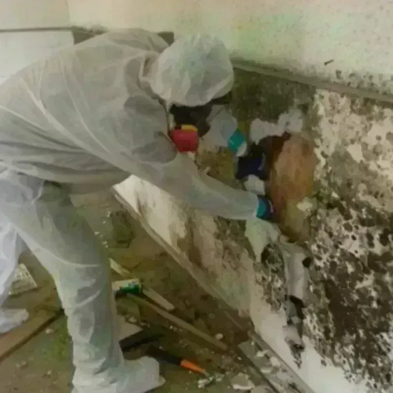 Mold Remediation and Removal in Sea Bright, NJ